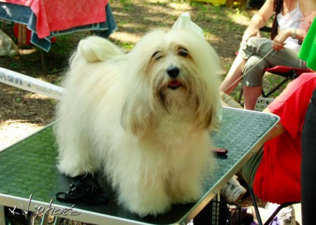Srb.JCH Pearl Eyed Bears Elena